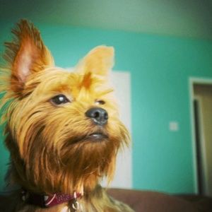 Meet your Posher, Amy